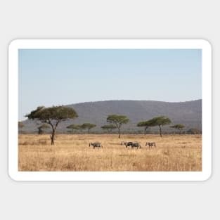 Plains Zebra, in the landscape, Serengeti National Park, Tanzania Sticker